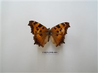 藏品(緋蛺蝶)的圖片